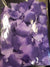 Rose Petals 400ct - Purple